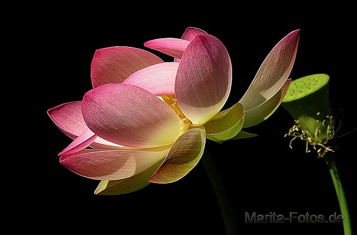 Lotusblüte