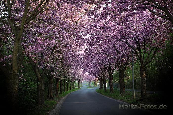 Mandelblüte