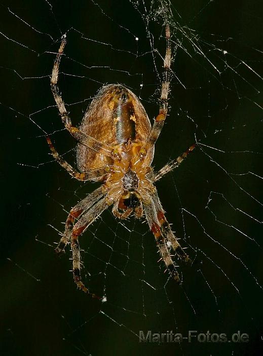 Spinne