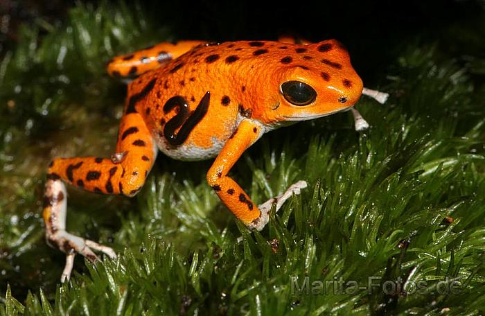 feuerfrosch