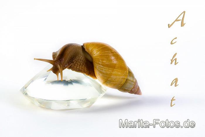 Achatschnecke
