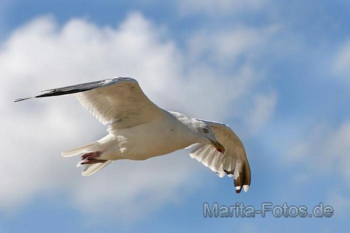 Möwe