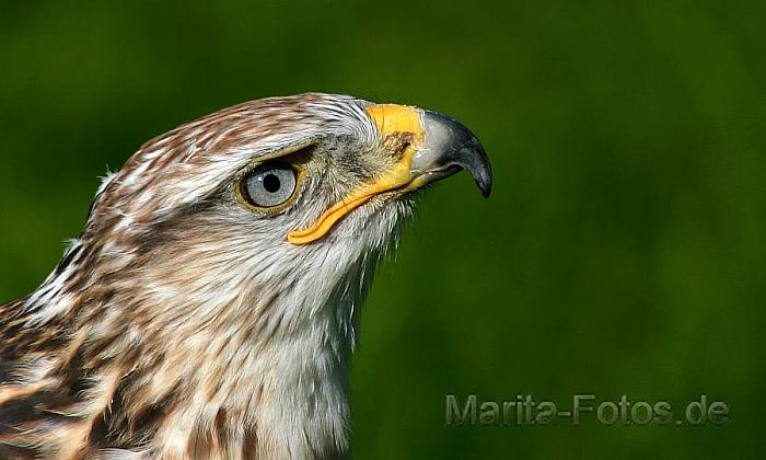 Königsraufussbussard