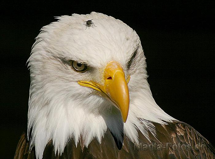 Weißkopfseeadler
