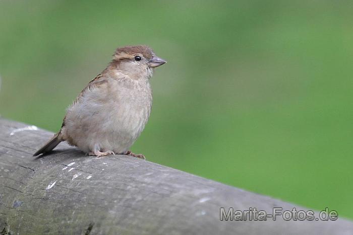 Spatz