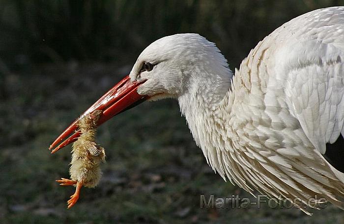 Weißstorch