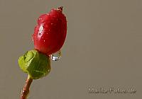 rote Knospe