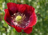 Mohn