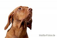 Hunde und Katzen