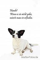 copi