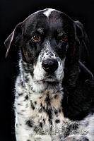 Hund