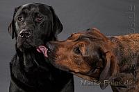 Hunde