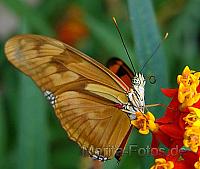 Schmetterling