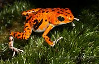 feuerfrosch