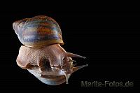 Achatschnecke