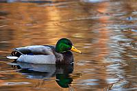 Stockente