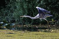 Graureiher im Flug