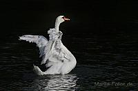 Schwan