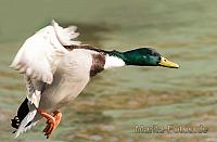 Ente
