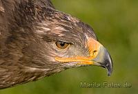 Adler
