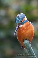 Eisvogel im Garten