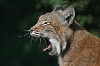 Wildpark Frankenhof und Wildpark Granat