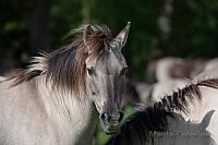 Wildpferde in Duelmen