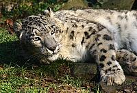 schneeleopard