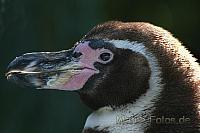 pinguin